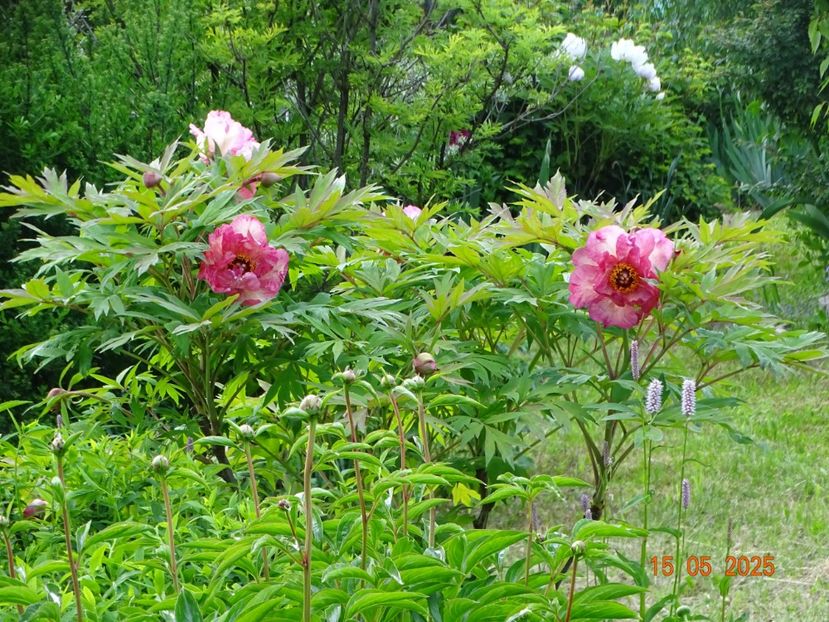 Renown - Bujori 2025- 1