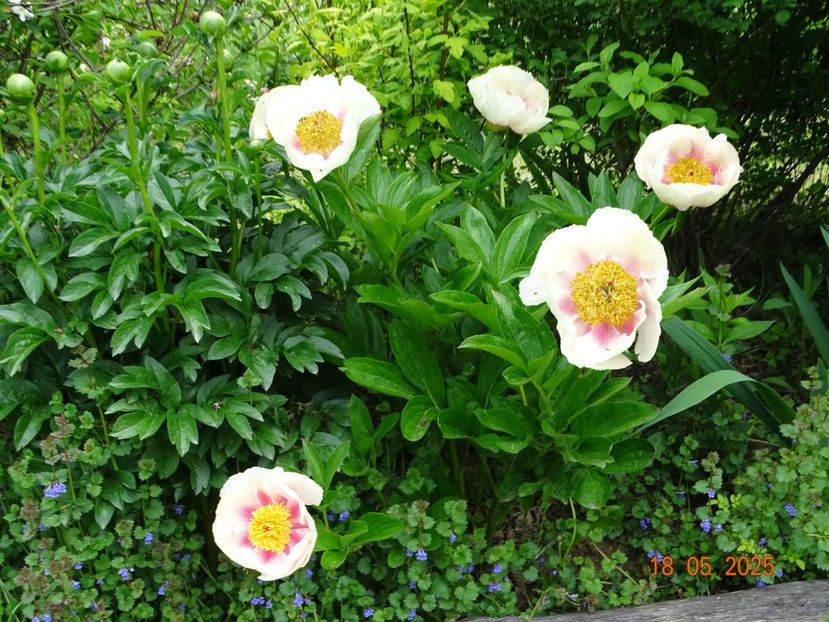 Athena - Bujori 2025- 1