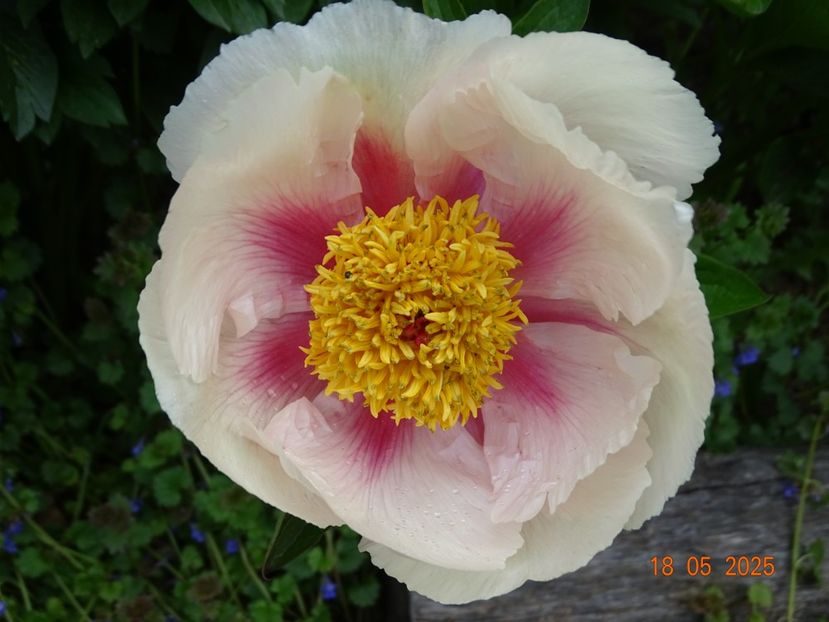 Athena - Bujori 2025- 1