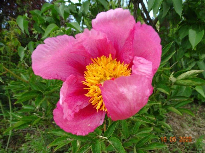 Firelight - Bujori 2025- 1