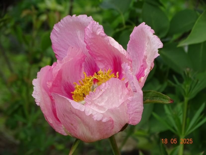 Firelight - Bujori 2025- 1