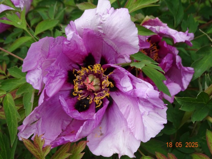 Flare Vintage - Bujori 2025- 1