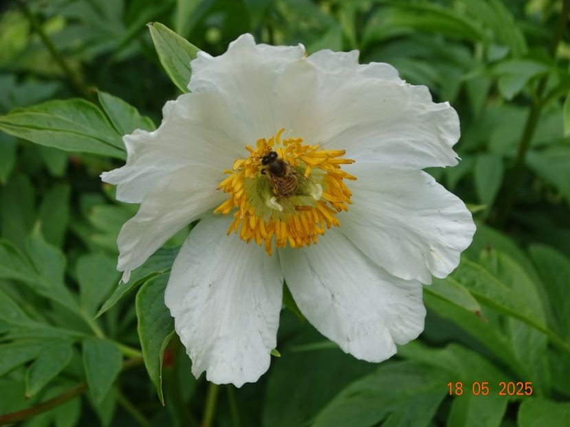 Early Windflower - Bujori 2025- 1