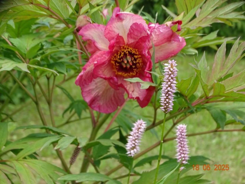 Renown - Bujori 2025- 1