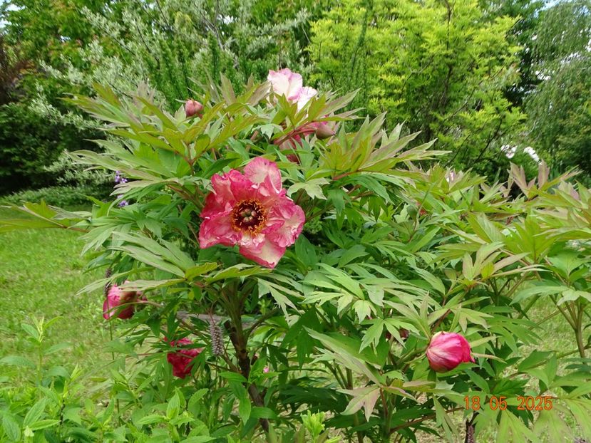 Renown - Bujori 2025- 1