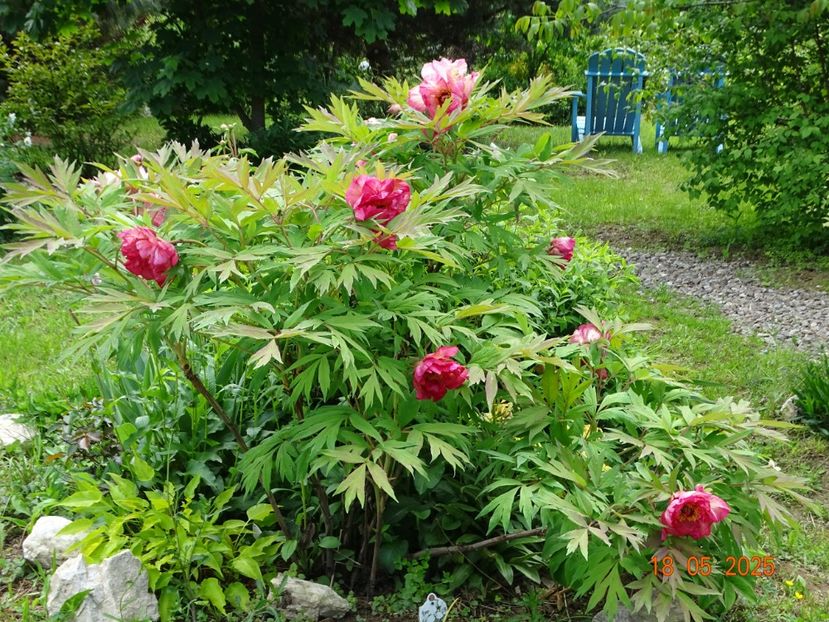 Renown - Bujori 2025- 1