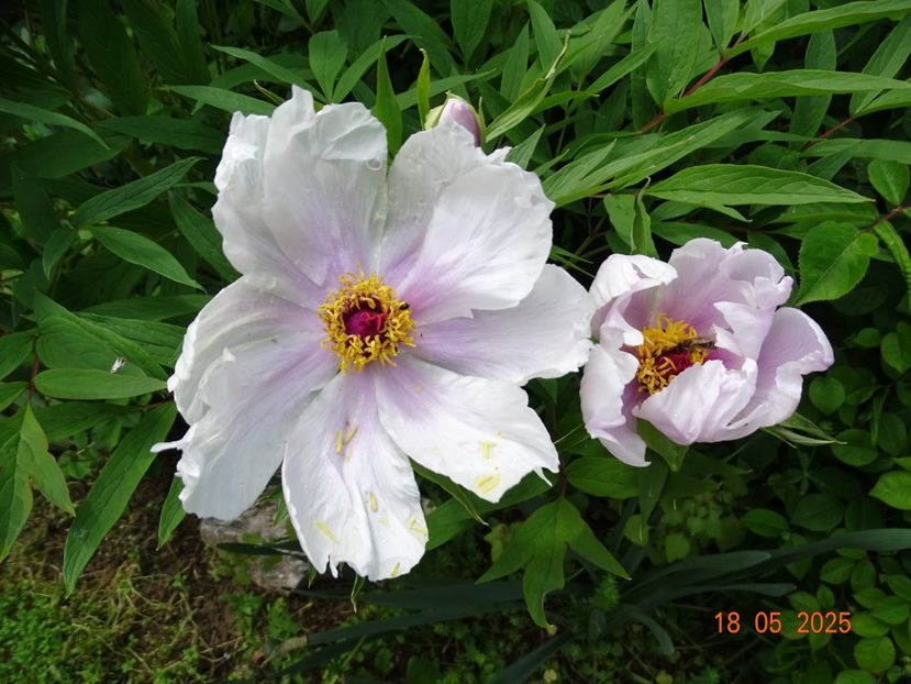 Feng Dan Bai - Bujori 2025- 1