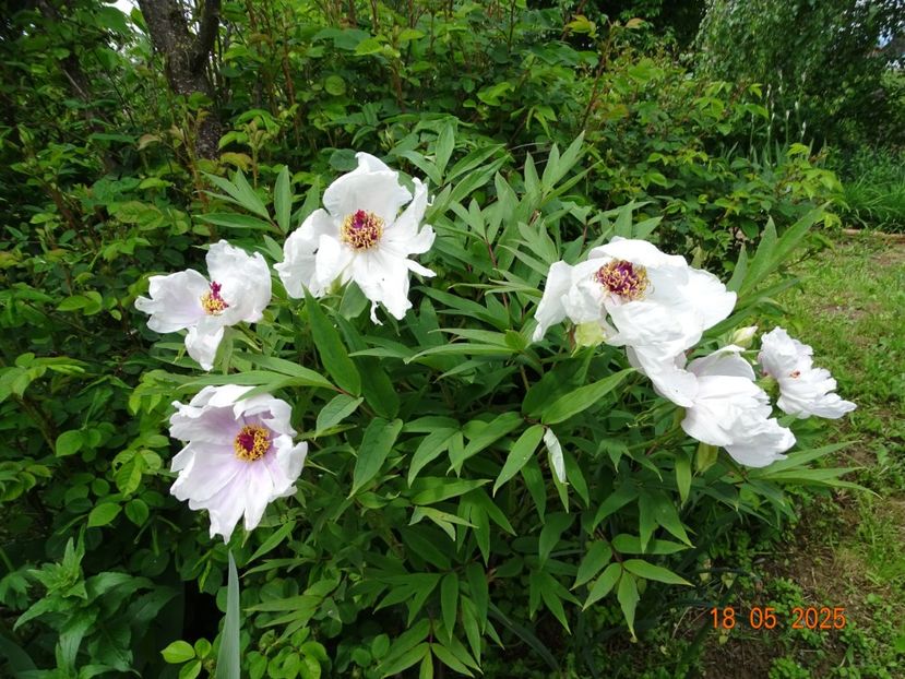 Feng Dan Bai - Bujori 2025- 1