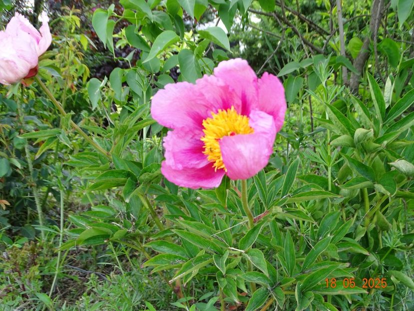 Firelight - Bujori 2025- 1