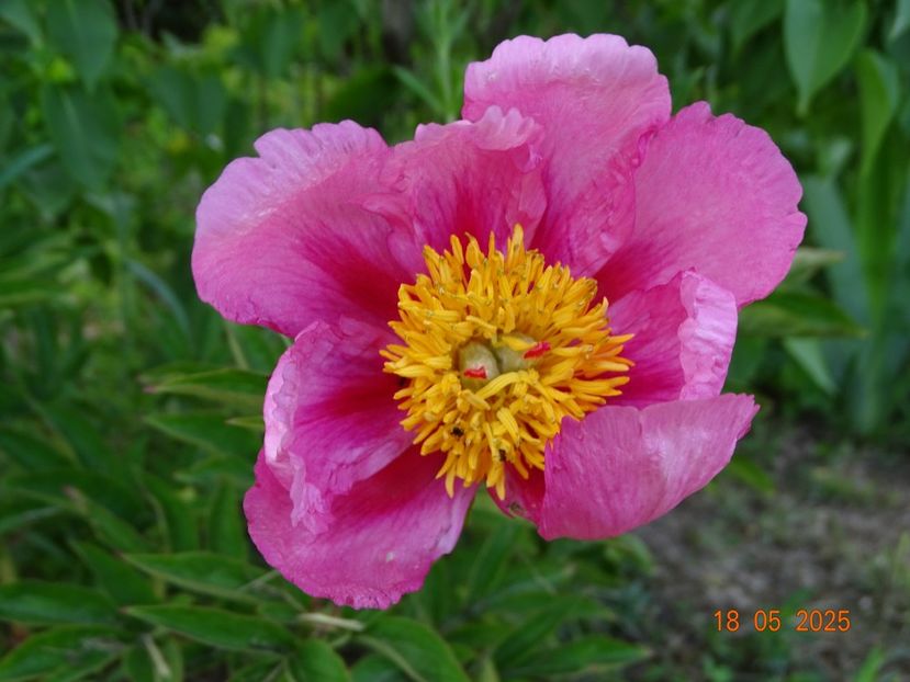 Firelight - Bujori 2025- 1