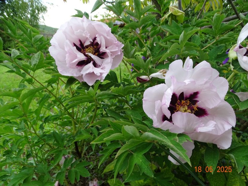 Fen He - Bujori 2025- 1