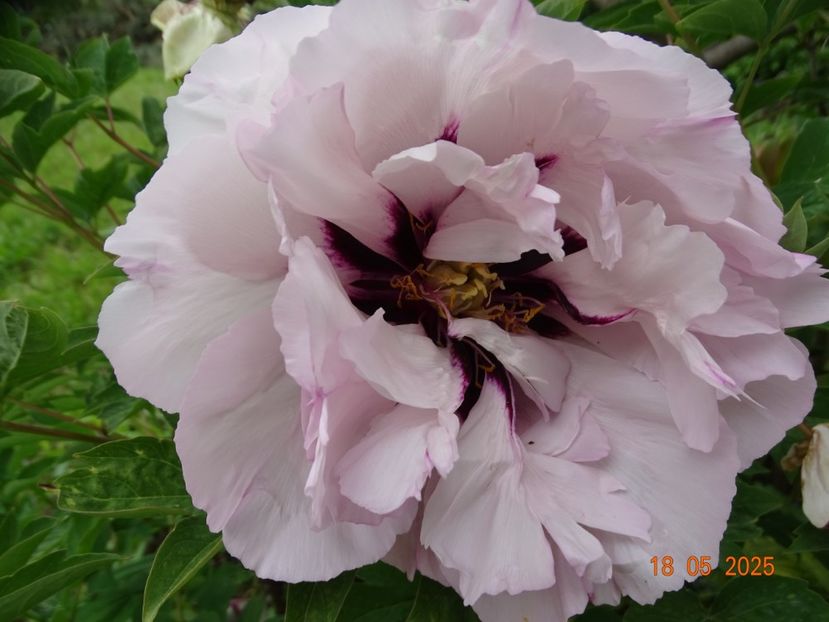 Fen He - Bujori 2025- 1