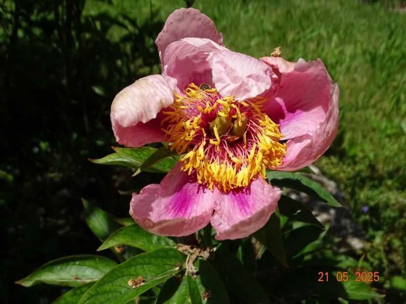 May Music - Bujori 2025- 1