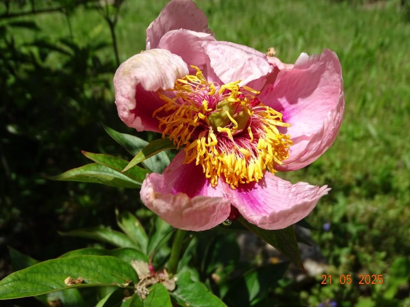 May Music - Bujori 2025- 1