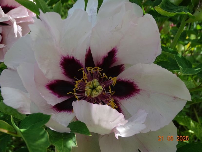 Fen He - Bujori 2025- 1