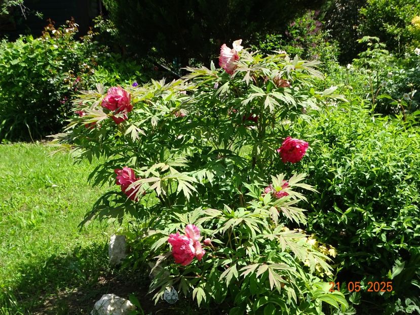 Renown - Bujori 2025- 1