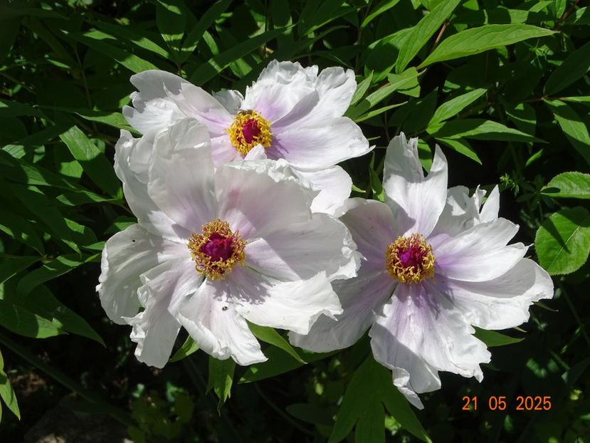 Feng Dan Bai - Bujori 2025- 1