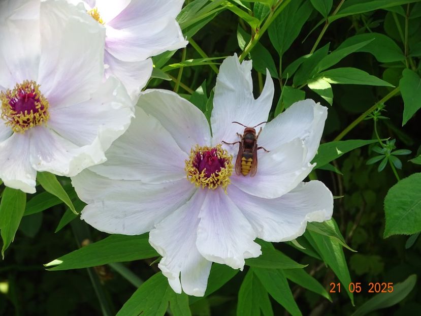 Feng Dan Bai - Bujori 2025- 1