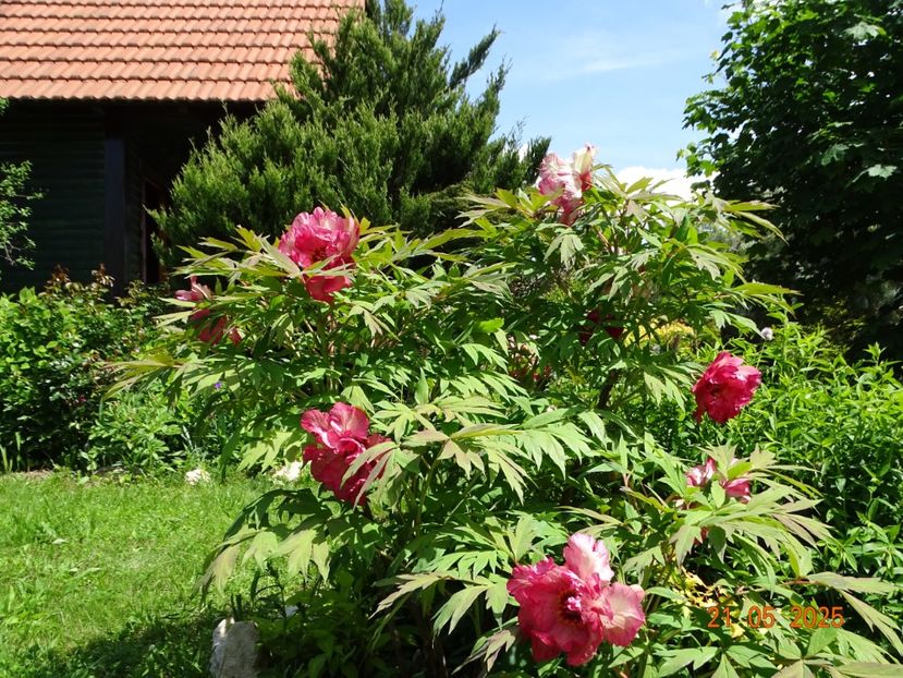 Renown - Bujori 2025- 1