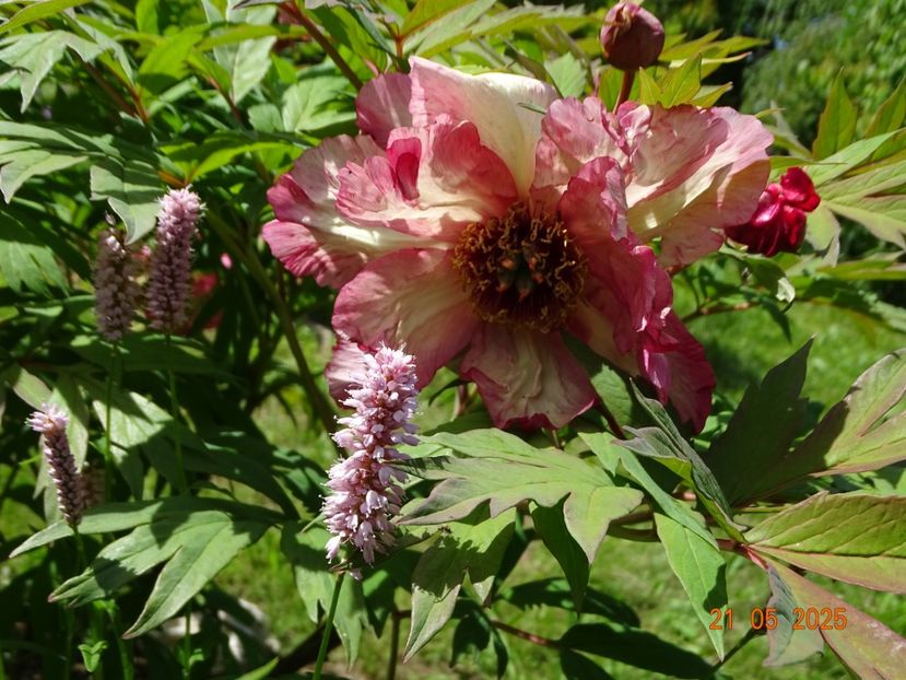 Renown - Bujori 2025- 1