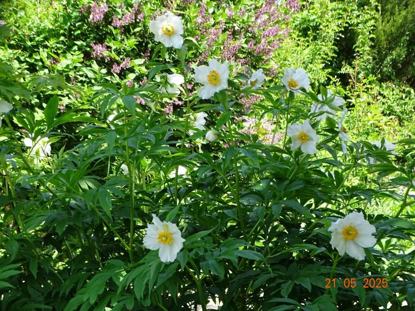 Early Windflower - Bujori 2025- Dobarland