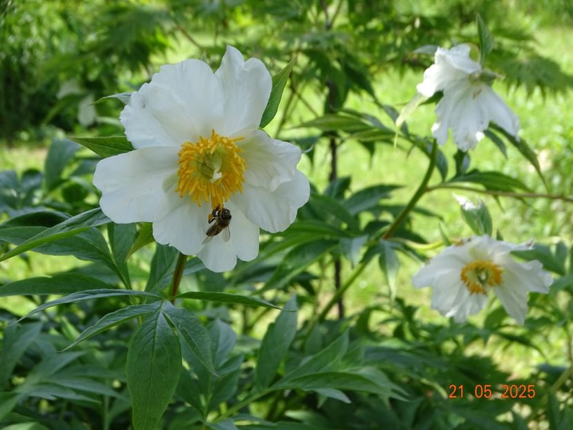 Early Windflower - Bujori 2025- Dobarland