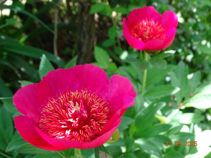 paeonia anemoniflora - Bujori 2025- Dobarland