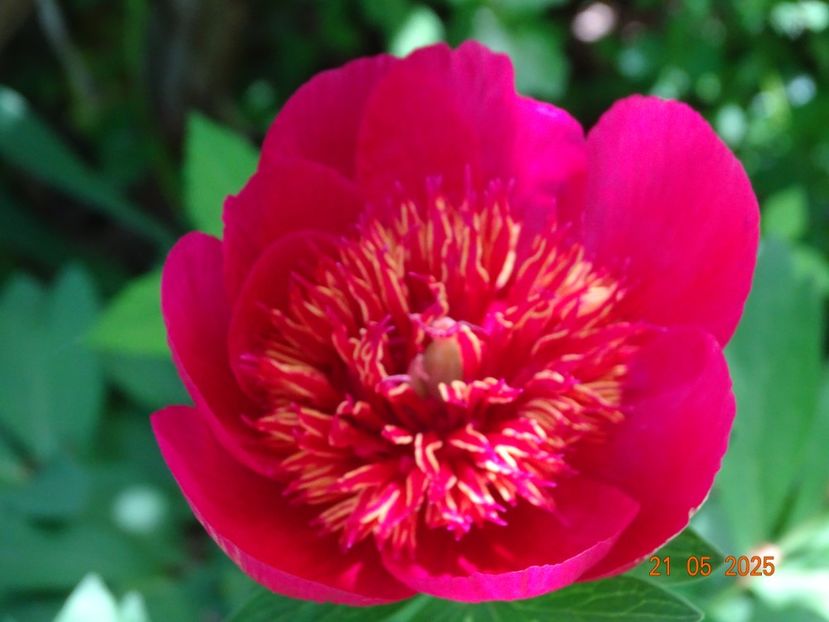 paeonia anemoniflora - Bujori 2025- Dobarland