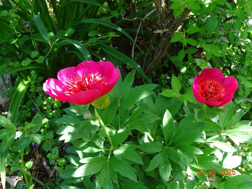 paeonia anemoniflora - Bujori 2025- 1
