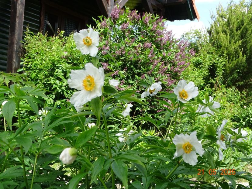 Early Windflower - Bujori 2025- Dobarland