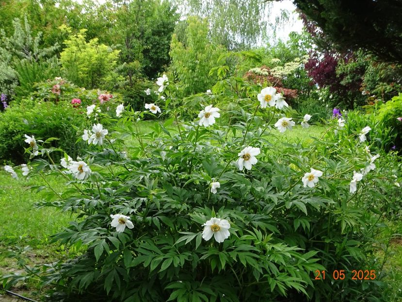 Early Windflower - Bujori 2025- Dobarland