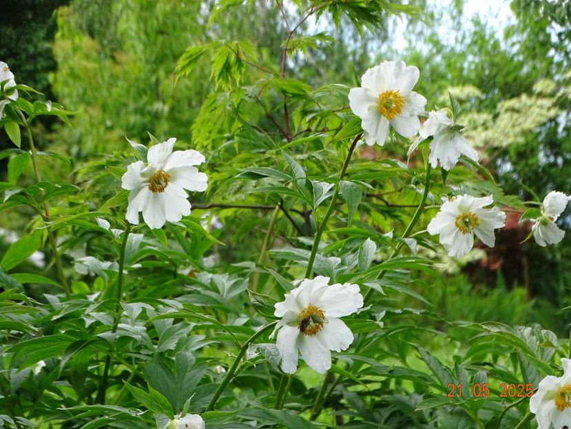Early Windflower - Bujori 2025- Dobarland