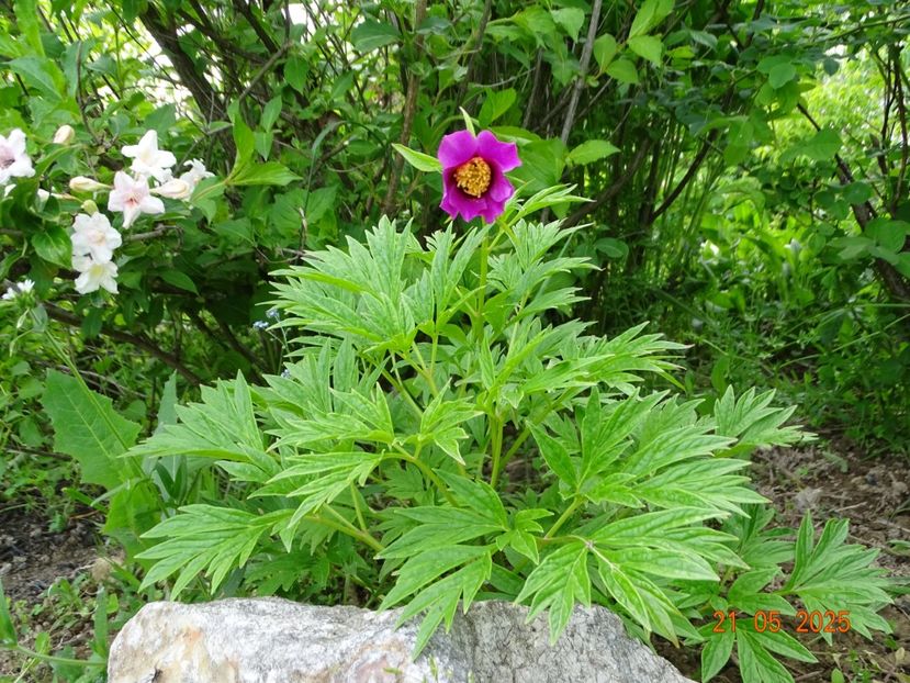 paeonia veitchi var. woodwardii - Bujori 2025- Dobarland