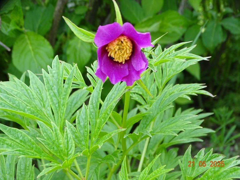 paeonia veitchi var. woodwardii - Bujori 2025- Dobarland