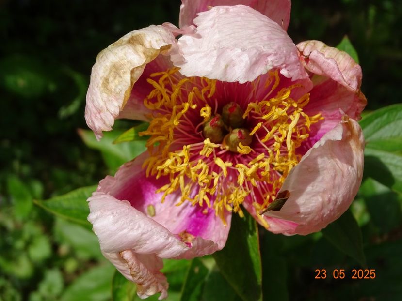 May Music - Bujori 2025- 1