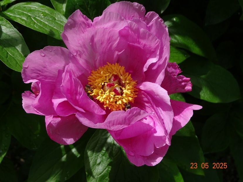 May Lilac - Bujori 2025- Dobarland