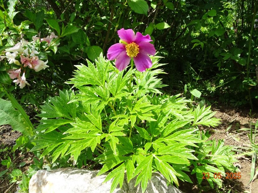 paeonia veitchi var. woodwardii - Bujori 2025- Dobarland