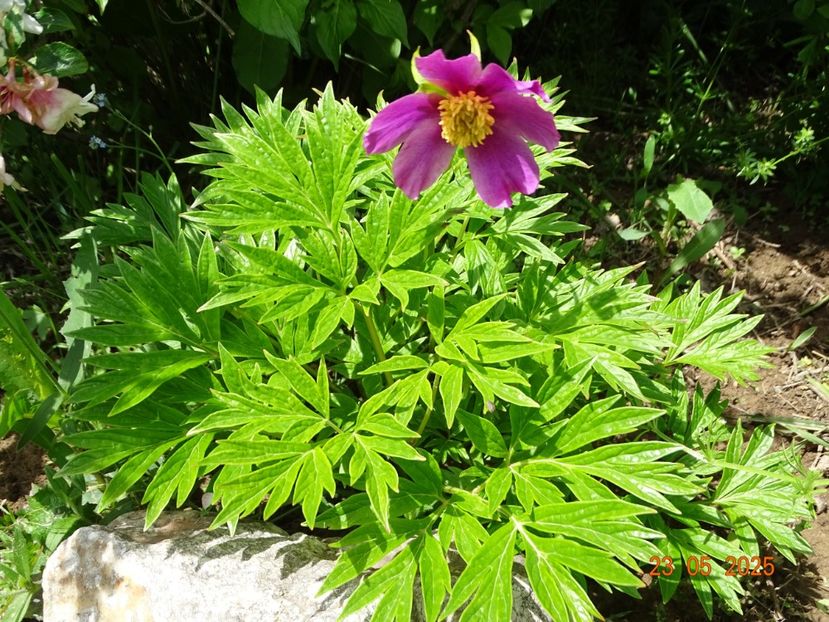 paeonia veitchi var. woodwardii - Bujori 2025- Dobarland