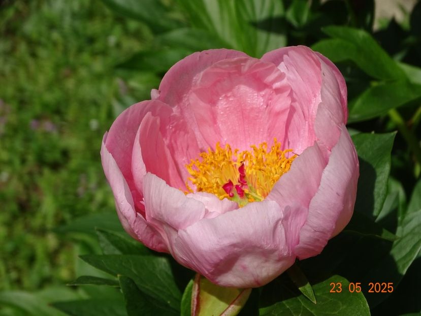 Soft Salmon Saucer - Bujori 2025- 1