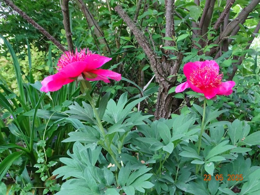 paeonia anemoniflora - Bujori 2025- 1