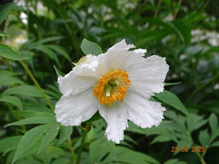 Early Windflower - Bujori 2025- 1