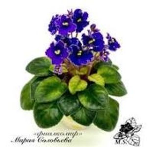 LE-Chernica v Sahare - AAA PUI DE VIOLETE DE VANZARE MAI 2025