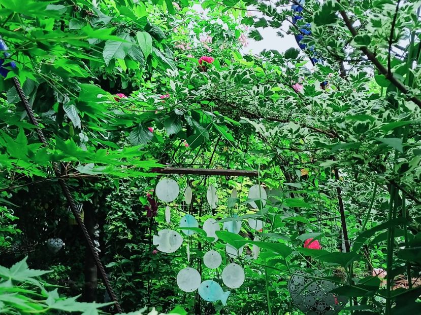  - Grădina 2025 continuare 3