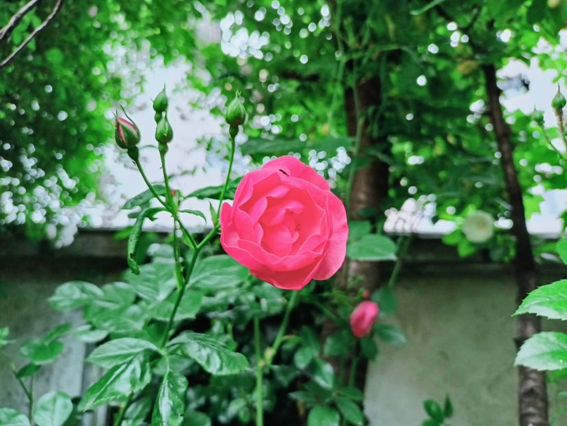 Angela - Grădina 2025 continuare 3