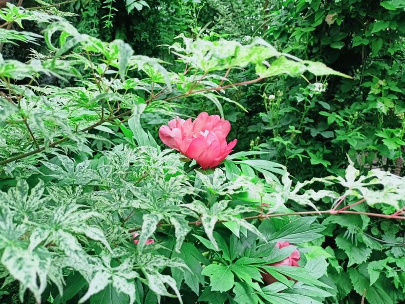 Ukigumo - Grădina 2025 continuare 3