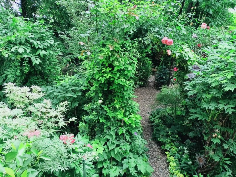  - Grădina 2025 continuare 3