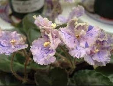Imp s Kyanite Sparkle - AAA PUI DE VIOLETE DE VANZARE MAI 2025