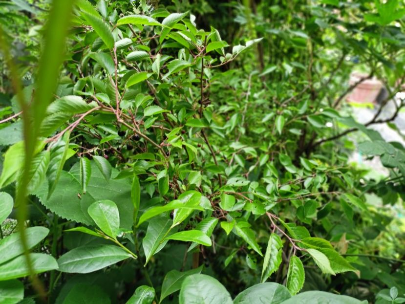 Prunus Autumnalis rosea - Grădina 2025 continuare 3