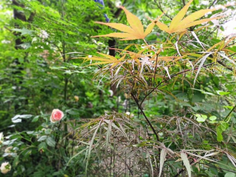 Hubb's Red Willow - Grădina 2025 continuare 3