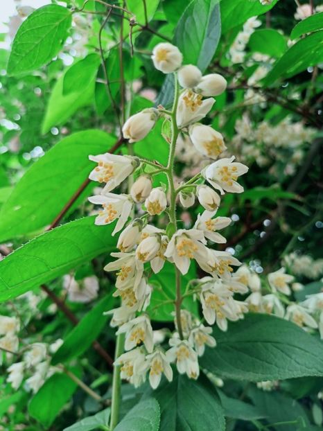 Deutzia - Grădina 2025 continuare 3